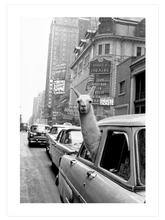 İkonik Lama - Art Print